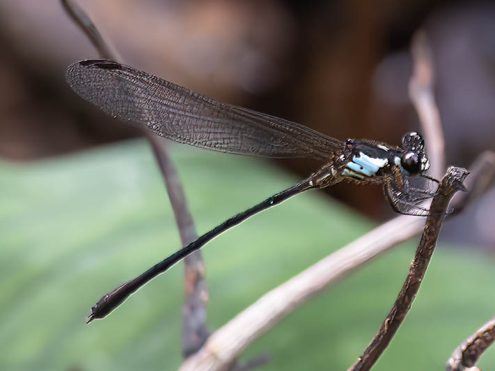 Miocora chirripa (Chirripo Cora) male.jpg
